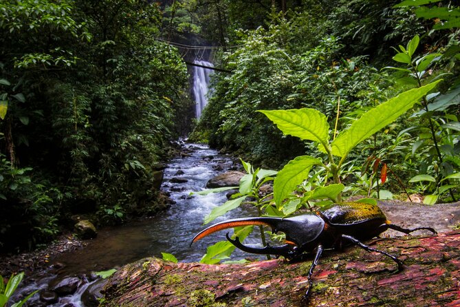 3-in-1 Monteverde Cloud Forest Waterfalls, Wild Trekking and Horseback Riding - The Horse Ride Is a Welcome Change of Gear