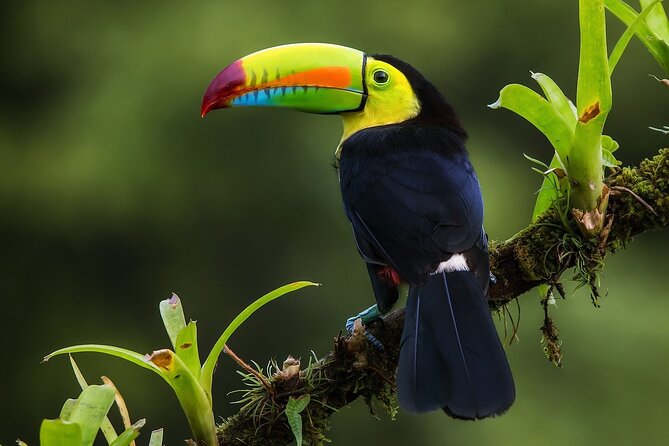 8 days and 7 nights - Costa Rica Pura Vida - San José gives you a gentle first night