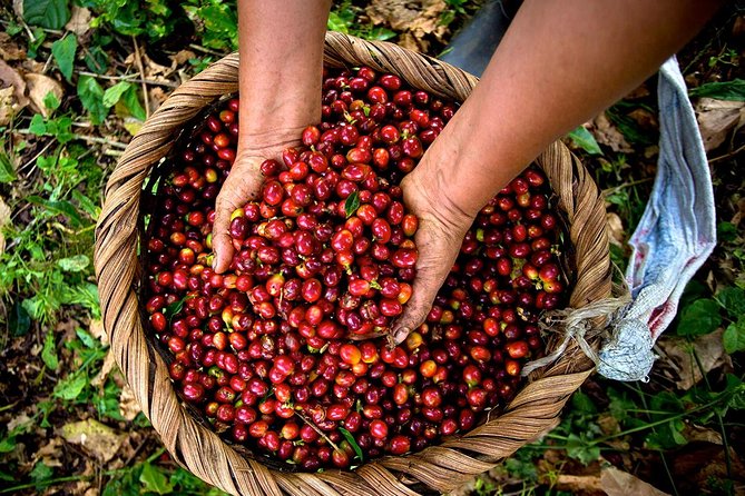 A taste of Aquiares - 2 hours Coffee Tour - Starting at the Aquiares church
