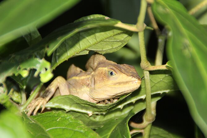 Adventure Canoe Tour in Tortuguero - Meeting your guide at the main dock