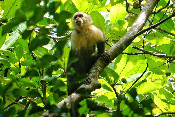 All Inclusive National Park Manuel Antonio with Binoculars - Ending at Manuel Antonio’s sandy beach