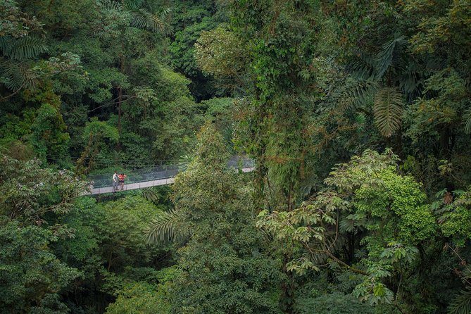 Arenal Hanging Bridges Hiking Tour - Starting near La Fortuna and heading into the forest
