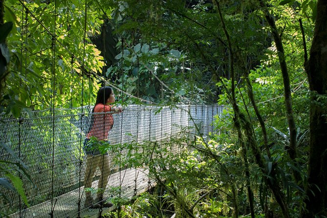 Arenal Hanging Bridges Hiking Tour - A 3.1-kilometer route through 243 hectares of forest