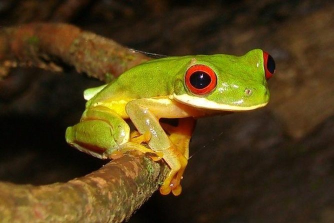 Arenal Oasis Night Walk from Arenal - Key things to know before you book