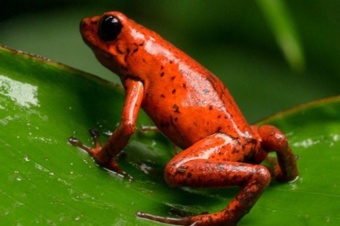 Arenal Oasis Night Walk from Arenal - The frog ponds are the strongest part of the visit