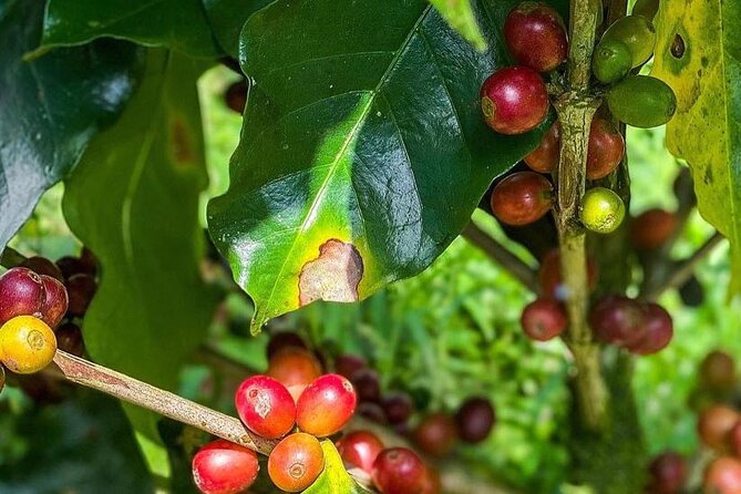 ATV Waterfall & Organic Coffee Farm with Lunch - Who will enjoy this day most