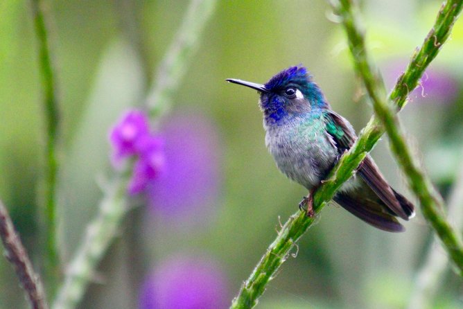 Birdwatching Tour at Mistico Park - The hanging bridges give you a different angle