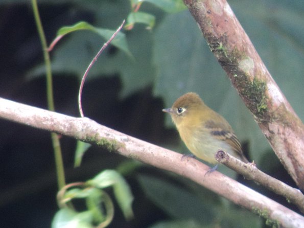 Birdwatching Tour at Mistico Park - What you might see along the trail