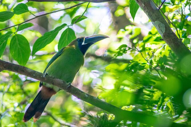 Birdwatching tour at the Cloud Forest -Monteverde Wild- - Why the 6:00 am start matters in Monteverde