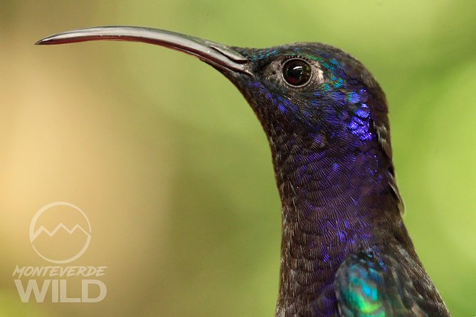 Birdwatching tour at the Cloud Forest -Monteverde Wild- - Walking the Curi-Cancha Reserve trails