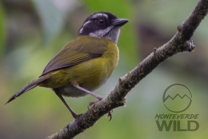 Birdwatching tour at the Cloud Forest -Monteverde Wild- - How the group size affects the morning