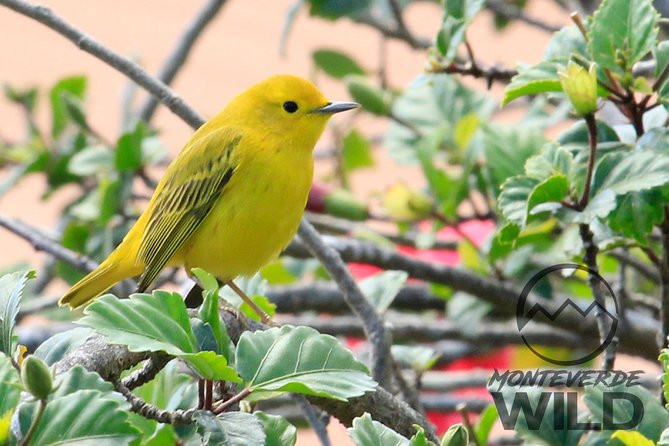 Birdwatching tour at the Cloud Forest -Monteverde Wild- - Who should book this Monteverde birdwatching tour