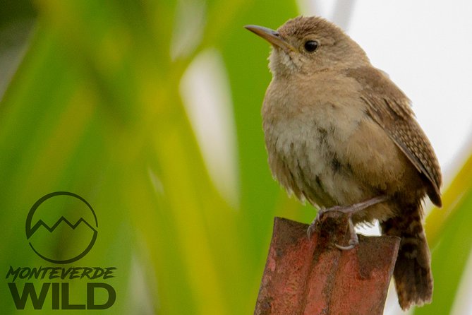 Birdwatching tour at the Cloud Forest -Monteverde Wild- - A real chance to search for quetzals