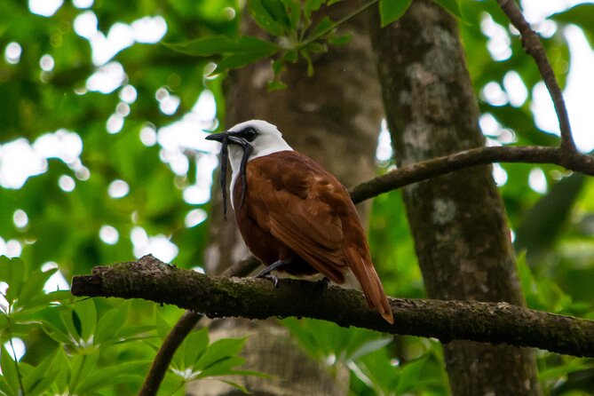 Birdwatching Tour: unlock the wonder, whether beginner or advanced - Choosing between Monteverde, Curi Cancha, and SkyWalk