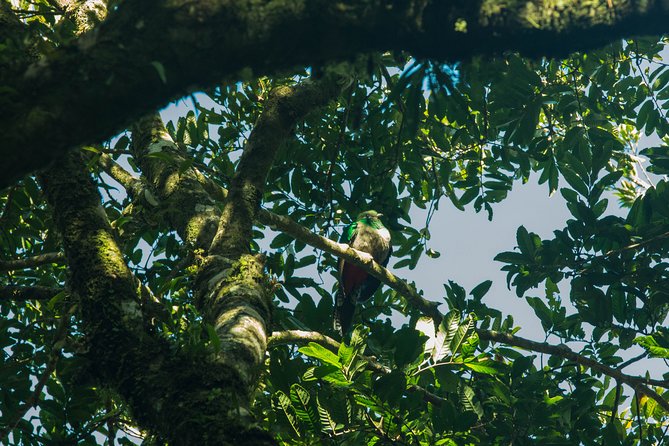 Birdwatching Tour: unlock the wonder, whether beginner or advanced - A four-hour outing with a gentle pace