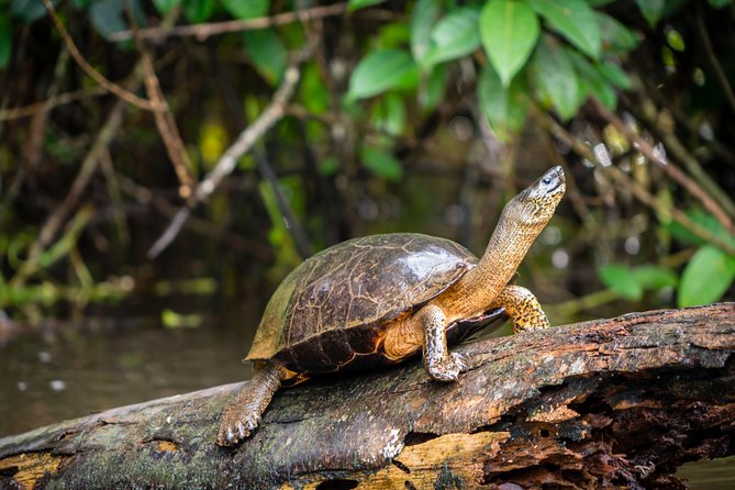 Canoe tour dentro del Parque - A guide-led experience, not just a paddle