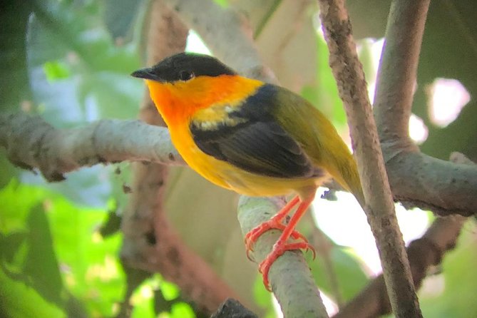 Carara National Park Tour - What you can see inside the park