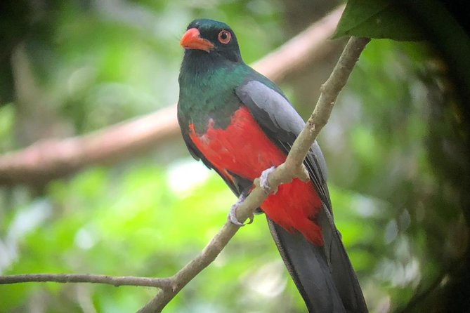 Carara National Park Tour - How much value do you get for $30.77?