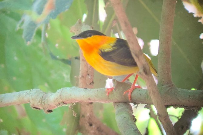 Carara National Park Tour - The telescope can make distant wildlife feel close