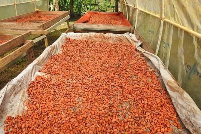 Chocolate and Coffee Tour Farm Don Jorge - Is $50 a good value?