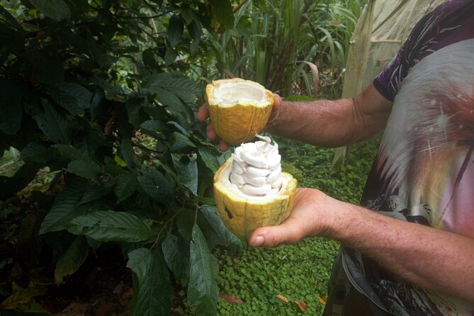 Chocolate and Farm Tour with local Tico family - A Family Farm Visit 25 Minutes From La Fortuna