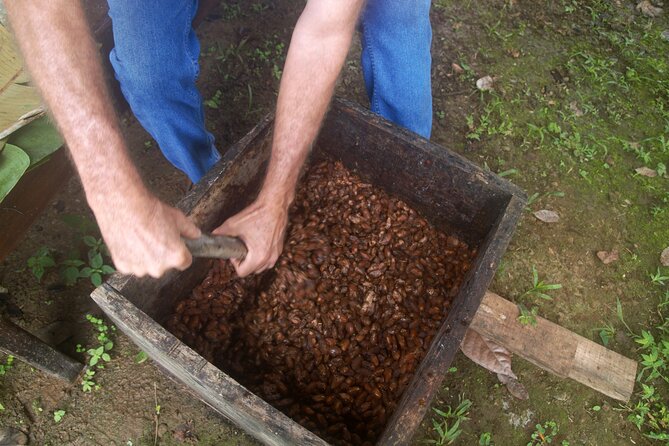Chocolate and Farm Tour with local Tico family - Seeing Cacao Before It Becomes Chocolate