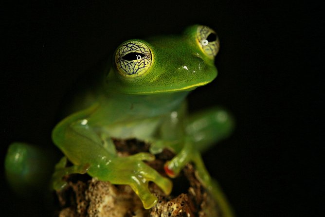Chocolate and Night Tour in La Fortuna - Wildlife is the evening’s great variable