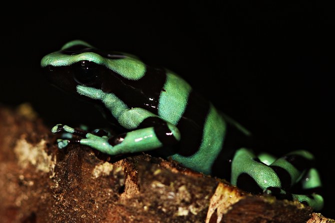 Chocolate and Night Tour in La Fortuna - Practical details that improve the evening