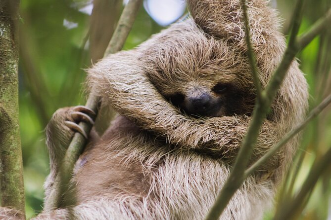 Coffee & Chocolate Tour+Sloths Park & Llanos de Cortez Waterfall - Spring Paradise Bijagua and the search for sloths
