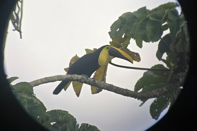 Combo 3 Best Tours In La Fortuna - Above the Forest at Arenal Hanging Bridges