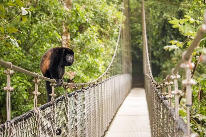 Combo Arenal : Suspension Bridges + Hot Springs + Fortune Falls - The Long Ride From San Jose