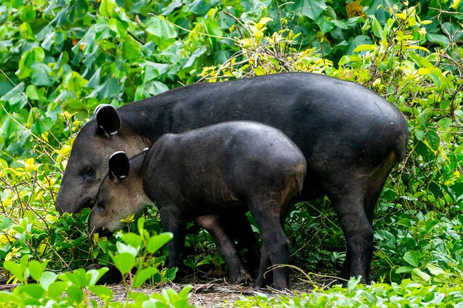 Corcovado and Drake Bay 2-Day Small-Group Safari Guided Tour - Why staying at Sirena changes the trip