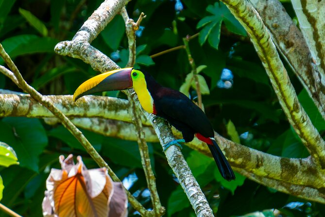 Corcovado and Drake Bay 2-Day Small-Group Safari Guided Tour - Day 2: Dawn wildlife, primary forest, and the boat back