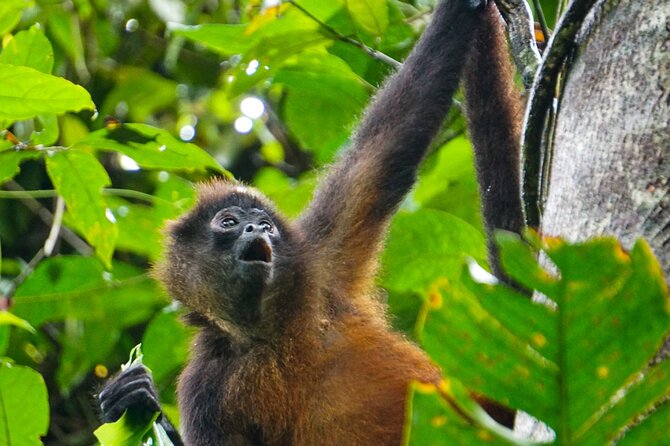 Corcovado and Drake Bay 2-Day Small-Group Safari Guided Tour - Is $460 a fair price?