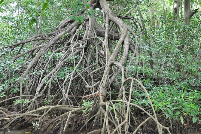 Damas Island Mangrove Boat Tour with Wildlife from Manuel Antonio - Why the Damas mangroves are worth your morning