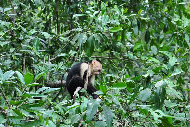 Damas Island Mangrove Boat Tour with Wildlife from Manuel Antonio - Wildlife sightings: monkeys, birds, and bats