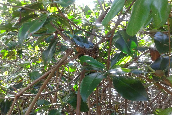 Damas Island Mangrove Boat Tour with Wildlife from Manuel Antonio - Guides who add context, not noise