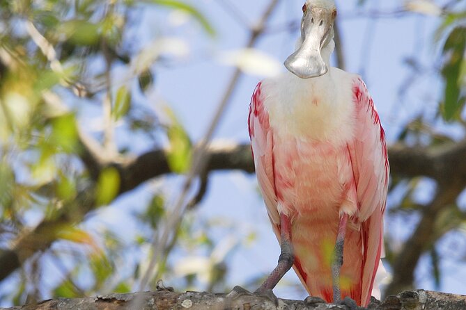 Damas Island Mangrove Boat Tour with Wildlife from Manuel Antonio - Is $95.30 a fair price?