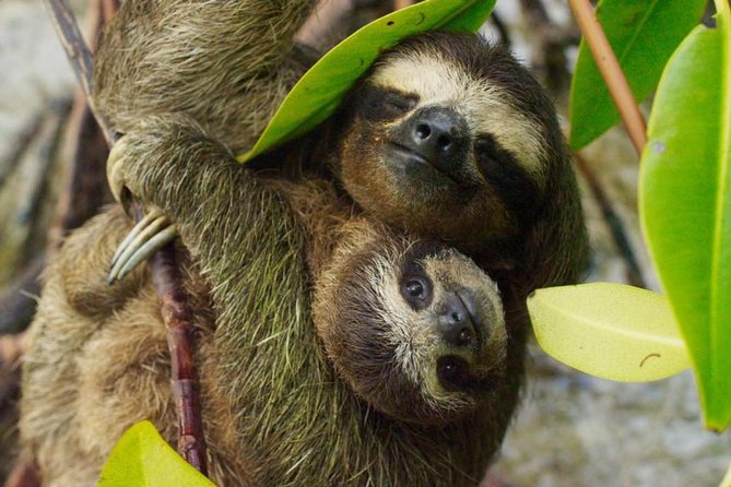 Day Trip from San Jose to Sloths & other wildlife Rescue Center - Key points to know before booking