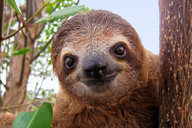 Day Trip from San Jose to Sloths & other wildlife Rescue Center - What the two-hour ranch visit includes