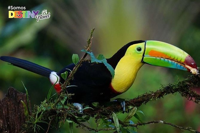 Day Trip from San Jose to Sloths & other wildlife Rescue Center - Birds, monkeys, and smaller residents add variety