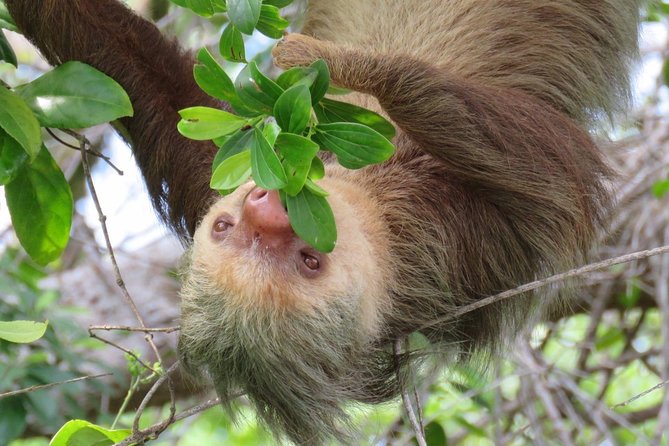 Day Trip from San Jose to Sloths & other wildlife Rescue Center - The sloths are the emotional center of the visit