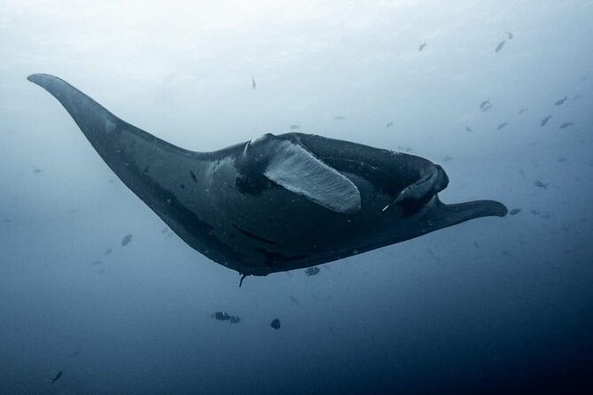 Discover Scuba Diving - What this Tamarindo scuba experience really offers