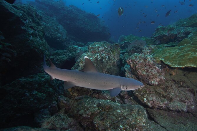 Diving tour in Isla del Caño for certified divers - Several underwater sessions with time to rest