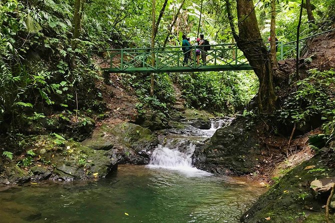 Ebano Waterfalls and Rainforest Safari Tour - A rainforest walk before the water