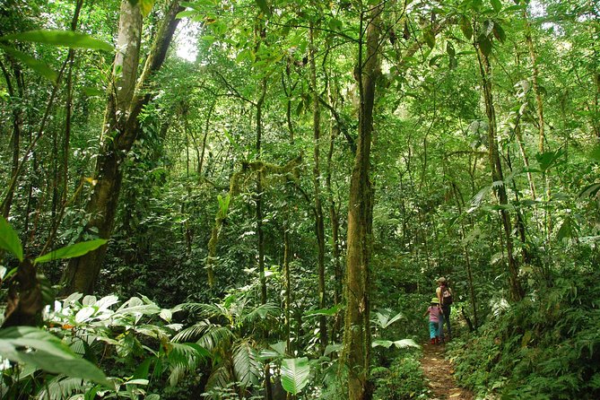 Ebano Waterfalls and Rainforest Safari Tour - Reaching the double waterfall