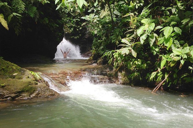 Ebano Waterfalls and Rainforest Safari Tour - What you might see along the trail
