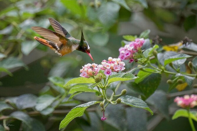 Esquipulas Rainforest - Private Birding - Fully Customizable Tour - Why the Esquipulas setting works so well