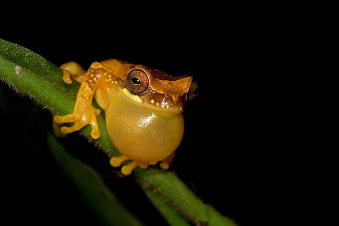 Frog Watching Jungle Night Walk - Hearing 28 frog species after sunset
