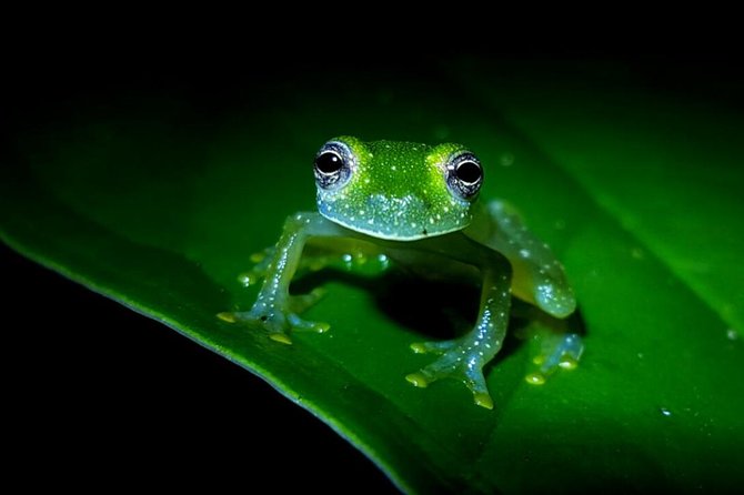 Frog Watching Jungle Night Walk - Beyond the ponds, the rainforest gets louder